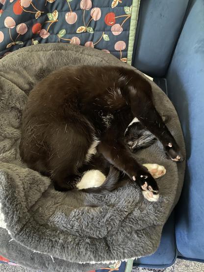 A black and white cat is curled up and sleeping on a gray pet bed, with its paws tucked under its body. The background features a blue couch and a patterned quilt.