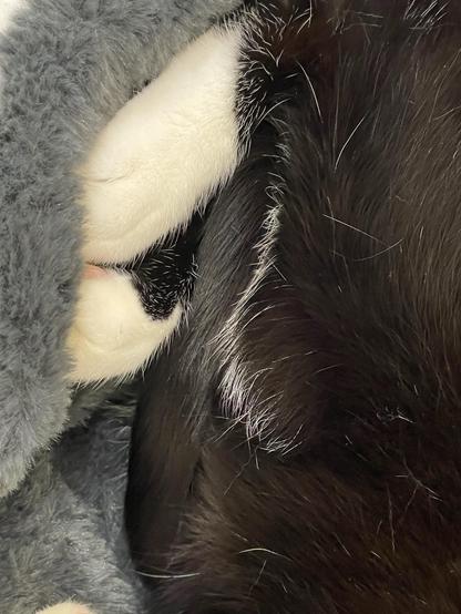 A close-up image of a black and white cat’s feet with tail tucked between them snuggled in gray fabric. 