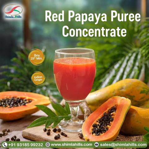 𝐑𝐞𝐝 𝐏𝐚𝐩𝐚𝐲𝐚 𝐏𝐮𝐫𝐞𝐞 𝐂𝐨𝐧𝐜𝐞𝐧𝐭𝐫𝐚𝐭𝐞