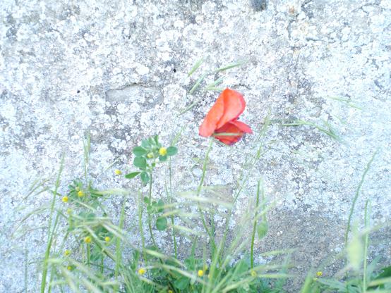 Photographie d'un coquelicot poussant contre un mur de crépi, avec quelques graminées et une plante (un genre de trèfle ?) qui fait de petites boules jaunes.