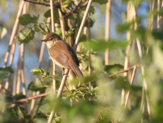 Rousserole verderolle