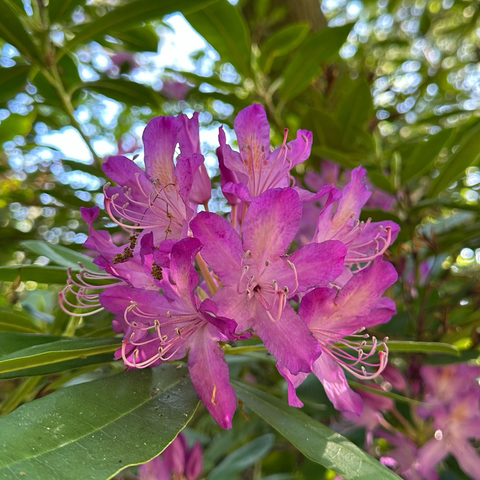 A fully open rhododendron flower head, the flowers with pink-purple petals and frilly stamen, sitting on long oval leathery looking leaves. The bright sunshine and blue sky are visible through the out of focus rest of the bush in the background. 