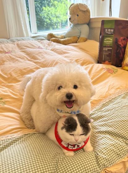 ALT

Un gato y un perro de pose cariñosa