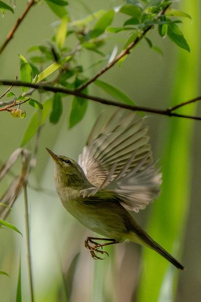 Side view of a Willow Warbler in flight. The bird flies up to pick something, probably an insect, from a willow branch above. The primary background is made up of willow branches and leaves and the secondary background is made up of blurred green reeds.