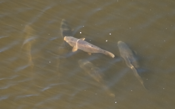 Close grouping of five or six large fish (probably carps) in greenish canal water. One of them appears brighter and more clearly visible due to viewing and lighting angle as well as depth. The others are either darker or more fuzzy.