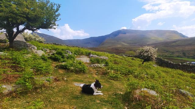 Nettle resting on a grassy path with lovely mountain views. A luscious green tree to the left of shot. 