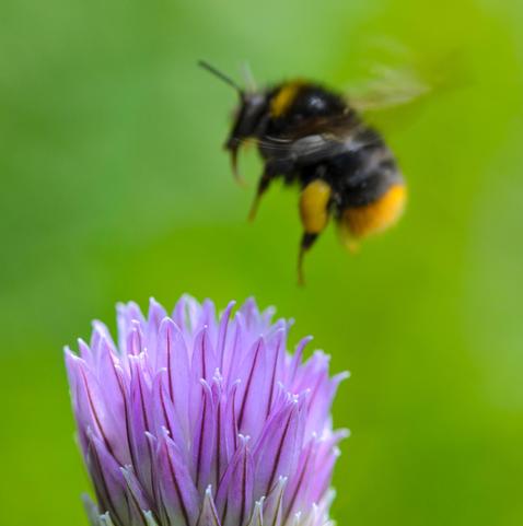 A purple chive flower is in focus at the bottom of the photo, with a flying bee seen side on at the top, somewhat out of focus as it flies away. The background is green and completely out of focus. 