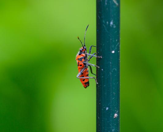 A small red and black beetle seen side-on, hanging on to a dark green metal pole. The background is a lighter foliage green and out of focus.