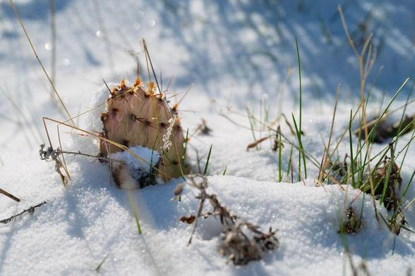 A small cactus partially covered in snow, surrounded by sparse grasses and dried plants. The scene was captured in early spring on a hiking trail in Rabbit Mountain, near Lyons, Colorado. The sunlight catches the snow crystals and cactus spines, creating a contrast between desert and winter elements.