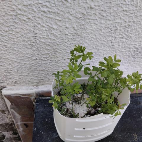 Ella es lenteja, hoy le puse cáscaras de huevo trituradas