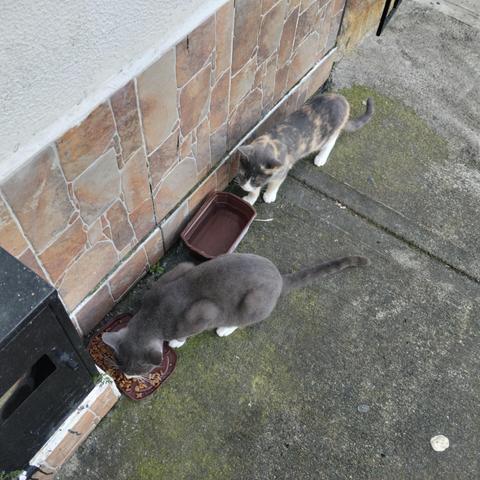 Ellos son dos gatitos callejeros, motitas y la chiquita que aún no se cómo llamarla