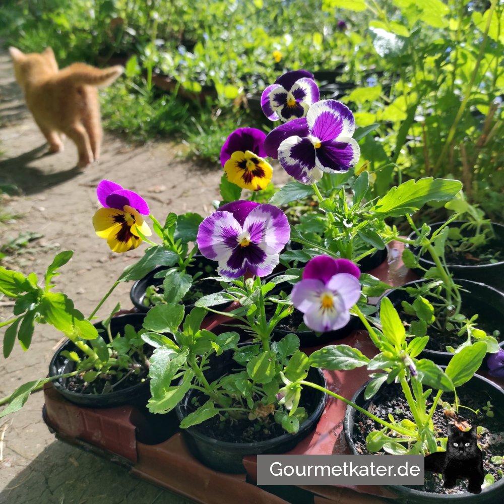 Gartenarbeit