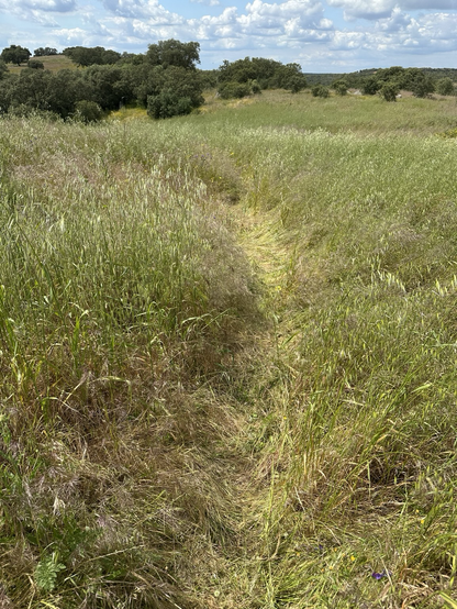 A trace of someone moving in the field
