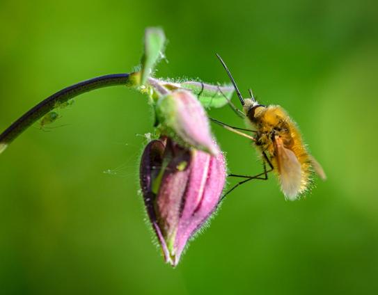 A close-up photo of a small fly sitting on an unopened purple flower against an out of focus green background. The fly is very hairy, with long legs and a long proboscis, mimicing a bee. There are some green aphids on the flower stem and a scary-looking transparent wee beastie looking over the edge of the flower.