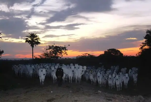 Des vaches au bord de la route dans le sud du Brésil, dans la région du Pantanal .