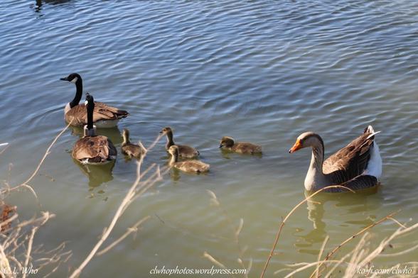 A family with three goslings  of Canadian geese and a gray goose eating grass.