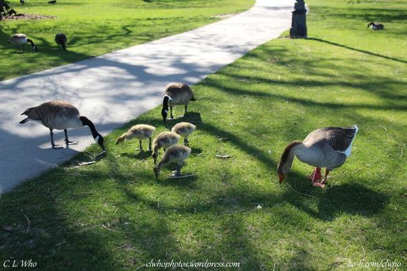 A family with three goslings  of Canadian geese and a gray goose floating in water.