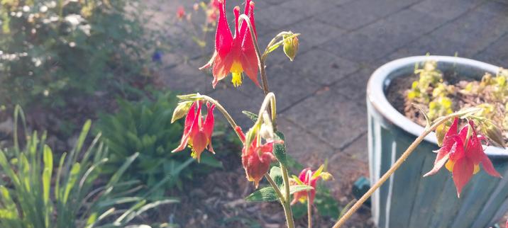Red upside down flowers with pointy tips catching sunlight