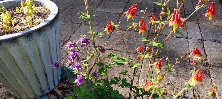 Similar image but red and purple blooms, haning upside down with tops pointed upward