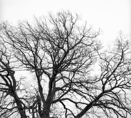 Upper part of a huge, old tree swaying in the wind. Early spring, no leaves yet.