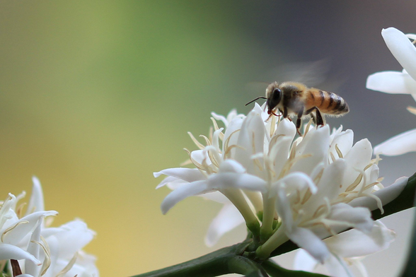 Una abeja volando sobre una flor de café. 