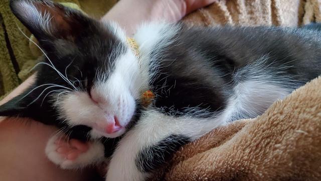Black and white kitten, about 8 weeks old if I remember correctly, asleep on his side on top of a soft brown blanket and August's forearm. He looks happy and content, with one of his paws half used as a pillow under his cheekbone. That paw also shows off most of his small pink toebeans.