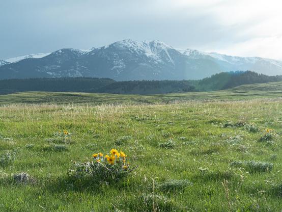 yellow balsamorhiza flowers blooom in a green grassy field before snow capped mountains in slanting afternoon light