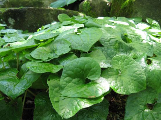 Wild ginger leaves. The Aoi Matsuri has often been translated as 'Hollyhock Festival', but Aoi are completely unrelated to hollyhocks!