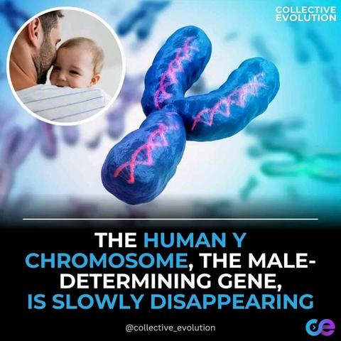 Could this be the reason why we have a lot of "feminine males"? 

Please, let someone explain... #health #medicine #chromosomalabnormalities #GeneticEngineering #science #inheritance #mutation