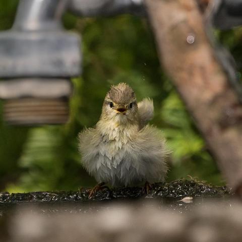 Ein komplett durchnässter und zerzauster Fitis, der direkt frontal in die Kamera schaut und den Schnabel geöffnet hat, eingerahmt von einem Wasserhahn und einem Ast
A completely soaked and disheveled Willow Warbler, looking directly into the camera with its beak open, framed by a water tap and a branch