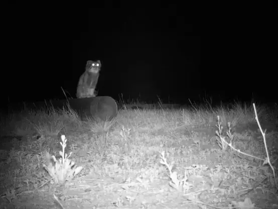 A black and white photograph of a Pallas's cat (manul) sitting on a log lying on the ground, with sparse grasses and shrubs visible around. The cat's eyes are hauntingly glowing from a wildlife camera trap's flash, the trap being most likely somewhere in the montane grasslands of Central Asia