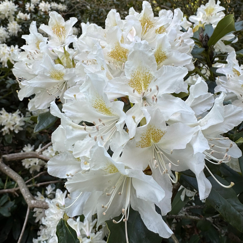 A large cluster of frilly white rhododendron flowers with creamy yellow centres and long stamen surrounded by dark green leaves. 