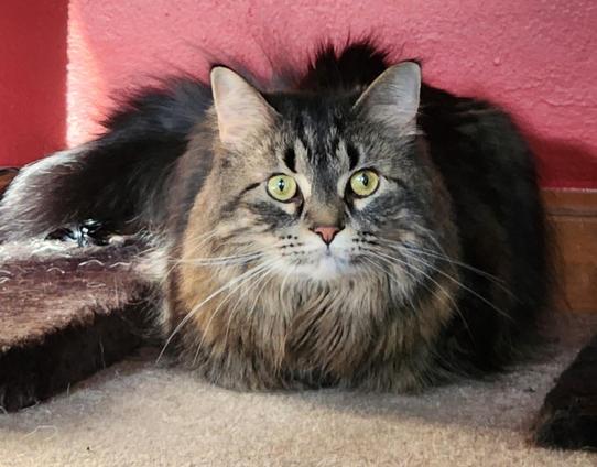 A floofy cat lying on the floor.