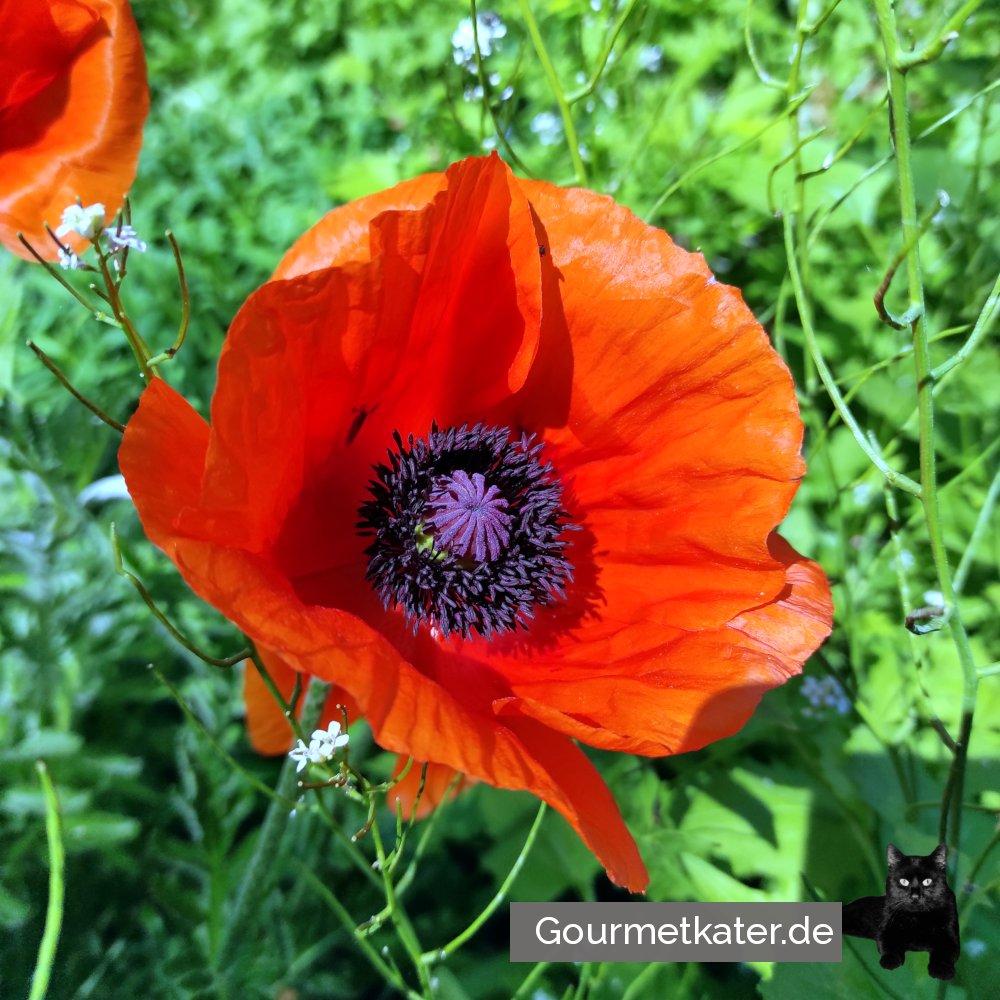 Mohnblüte