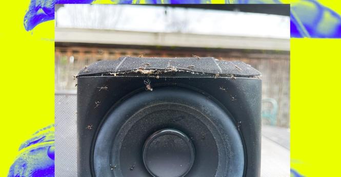 Why Ants Are Invading Your Sonos: A Buggy Tech Mystery.