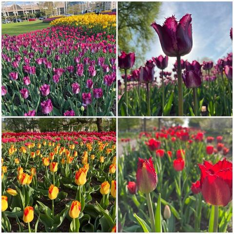 Grid of four photos that are largely seas of tulips of all colours; purples, yellow, read, orange, red and yellow, with one photo of a purple tulip obscuring the sun.