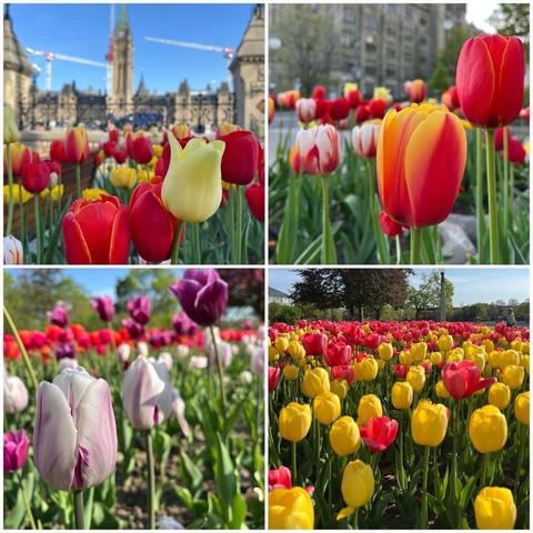 Grid of four photos:
1) Yellow, red, and mixed-colour tulips in front of Parliament Hill.

2) Mixed colour tulips in front of the Canada Revenue Agency building. 

3) White and purple tulips, with other colours in the background by Dow's Lake.

4) A sea of yellow and red tulips along the Rideau Cabal near Lansdowne Park.