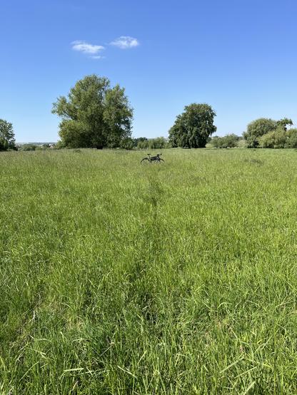 Foto eines Fahrrads in einem grünen Feld. Das Fahrrad ist in der Mitte des Bildes in größerer Entfernung eher klein zu sein. Das Bild wird durch das grüne Feld mit langem Graß dominiert. Im Hintergrund sieht man eine Reihe größerer Laubbäume und Blauen Himmel mit zwei kleinen weißen Wolken.