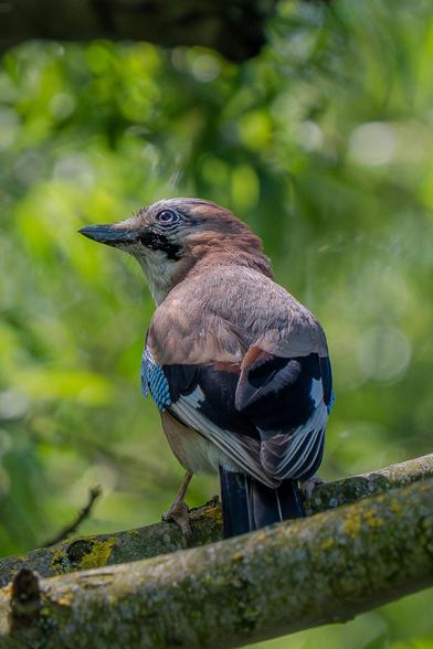 This is a Eurasian Jay seen from behind, perched on a tree branch. The bird looks back and up. Another branch in the foreground obscures the bird's tail. The background is a thicket of green leaves.