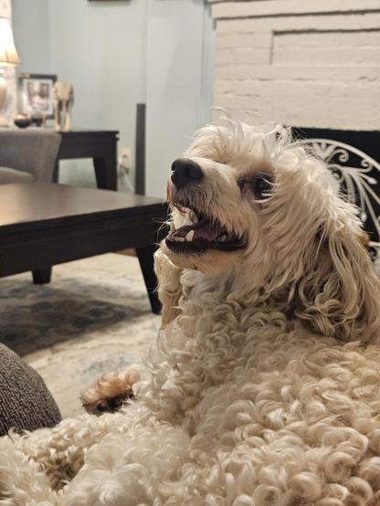 Smiling dog staring lovingly up at the person holding her.