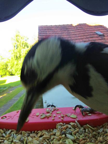 Buntspecht im Futterhäuschen