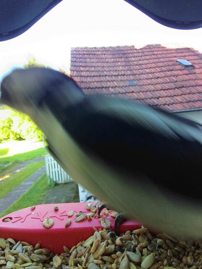 Buntspecht im Futterhäuschen