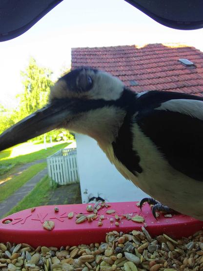 Buntspecht im Futterhäuschen