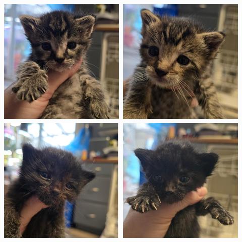 A collage of 4 kitten pictures. The top two are brown tabbies, the one on the right is slightly fluffy. The bottom two are black, the left one is slightly fluffy.