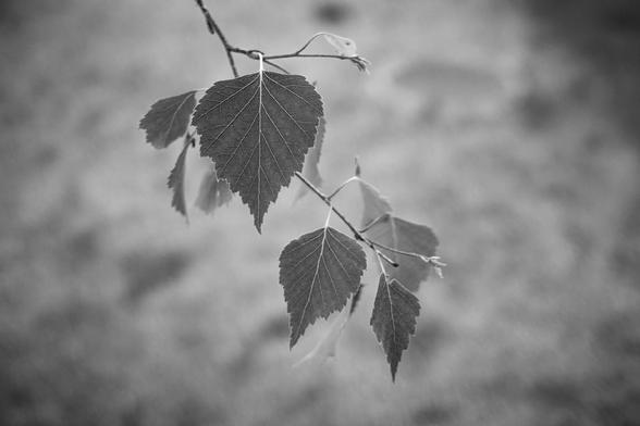 A close-up black and white photograph of a slender tree branch with several serrated, pointed leaves extending delicately outward. The soft background blur draws attention to the fine veins and texture of the leaves.

