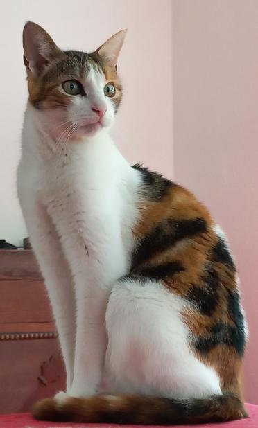 Calico sitting upright looking slightly to the side.