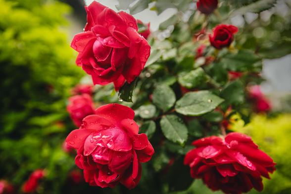 Red Roses with raindrops
