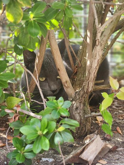 ashe the gray (blue russian) hiding inside a bush.