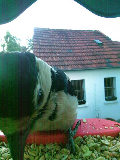 Buntspecht im Futterhäuschen