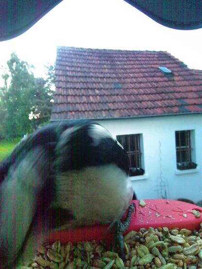 Buntspecht im Futterhäuschen